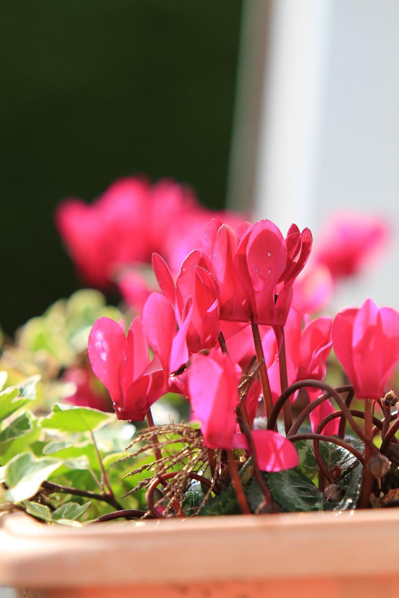 Parkhouse B&B Bunratty Εξωτερικό φωτογραφία